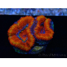 WYSIWYG Micromussa lordhowensis (ehemals Acanthastrea) 6G6
