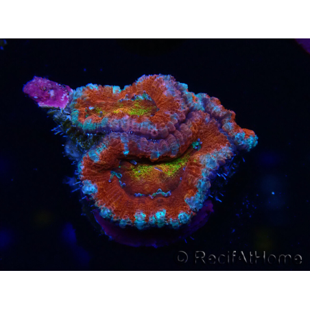 WYSIWYG Micromussa lordhowensis (ex Acanthastrea) 6G7