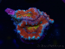 WYSIWYG Micromussa lordhowensis (ex Acanthastrea) 6G7