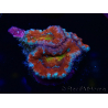 WYSIWYG Micromussa lordhowensis (ehemals Acanthastrea) 6G7