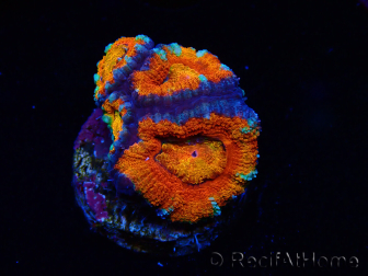 WYSIWYG Micromussa lordhowensis (ehemals Acanthastrea) 6G8