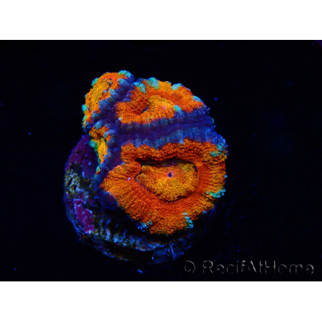WYSIWYG Micromussa lordhowensis (antes Acanthastrea) 6G8