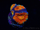 WYSIWYG Micromussa lordhowensis (ex Acanthastrea) 6G8