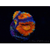 WYSIWYG Micromussa lordhowensis (ex Acanthastrea) 6G8