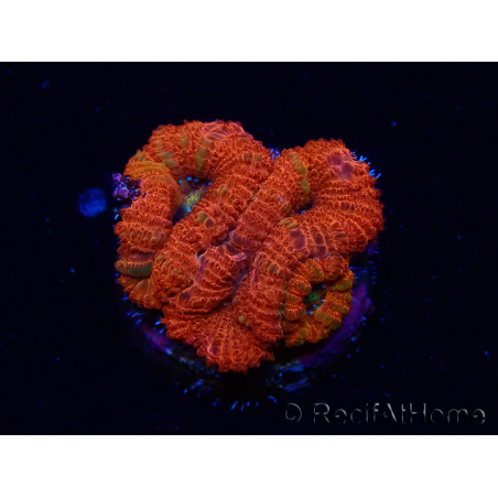 WYSIWYG Micromussa lordhowensis (ex Acanthastrea) 6G9
