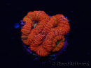 WYSIWYG Micromussa lordhowensis (antes Acanthastrea) 6K