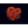 WYSIWYG Micromussa lordhowensis (ex Acanthastrea) 6G9