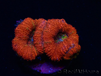 WYSIWYG Micromussa lordhowensis (formerly Acanthastrea) 6K