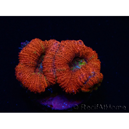 WYSIWYG Micromussa lordhowensis (antes Acanthastrea) 6K