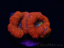 WYSIWYG Micromussa lordhowensis (formerly Acanthastrea) 6K