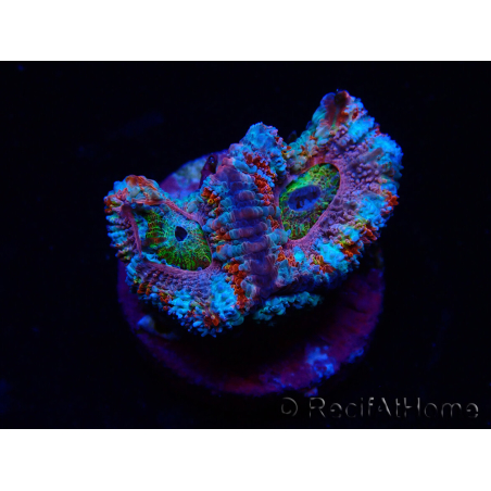 WYSIWYG Micromussa lordhowensis (anteriormente Acanthastrea) 6H1