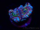 WYSIWYG Micromussa lordhowensis (formerly Acanthastrea) 6H1