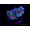 WYSIWYG Micromussa lordhowensis (ehemals Acanthastrea) 6H1