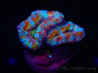 WYSIWYG Micromussa lordhowensis (formerly Acanthastrea) 6H2