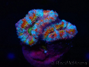WYSIWYG Micromussa lordhowensis (formerly Acanthastrea) 6H2