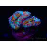 WYSIWYG Micromussa lordhowensis (ex Acanthastrea) 6H2