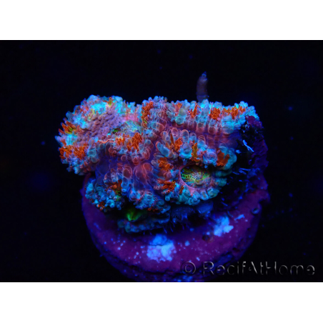 WYSIWYG Micromussa lordhowensis (ehemals Acanthastrea) 6H3