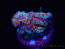 WYSIWYG Micromussa lordhowensis (ex Acanthastrea) 6H3