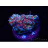 WYSIWYG Micromussa lordhowensis (ehemals Acanthastrea) 6H3