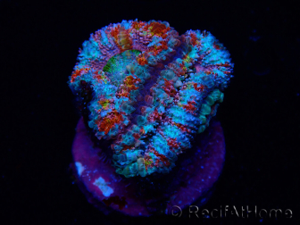 WYSIWYG Micromussa lordhowensis (antes Acanthastrea) 6H4