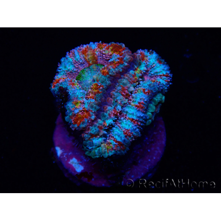 WYSIWYG Micromussa lordhowensis (ex Acanthastrea) 6H4