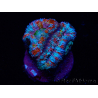 WYSIWYG Micromussa lordhowensis (ex Acanthastrea) 6H4