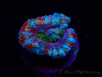 WYSIWYG Micromussa lordhowensis (formerly Acanthastrea) 6H5