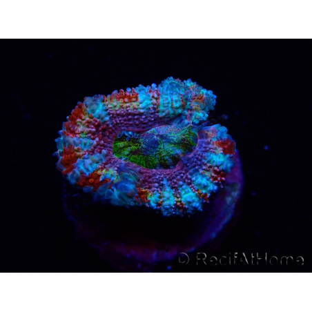 WYSIWYG Micromussa lordhowensis (ehemals Acanthastrea) 6H5