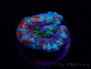 WYSIWYG Micromussa lordhowensis (ehemals Acanthastrea) 6H5