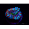 WYSIWYG Micromussa lordhowensis (ex Acanthastrea) 6H5