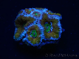WYSIWYG Micromussa lordhowensis (ex Acanthastrea) 6H6