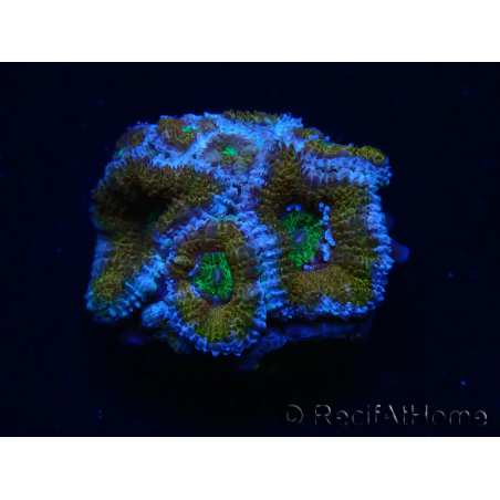 WYSIWYG Micromussa lordhowensis (antes Acanthastrea) 6H6