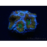WYSIWYG Micromussa lordhowensis (antes Acanthastrea) 6H6
