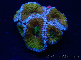 WYSIWYG Micromussa lordhowensis (formerly Acanthastrea) 6H7