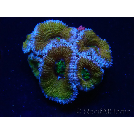 WYSIWYG Micromussa lordhowensis (ex Acanthastrea) 6H7