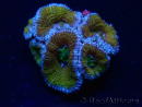 WYSIWYG Micromussa lordhowensis (ex Acanthastrea) 6H7