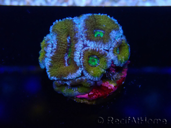 WYSIWYG Micromussa lordhowensis (ex Acanthastrea) 6H8