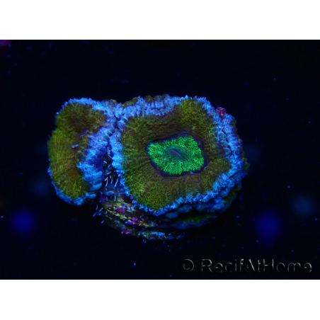 WYSIWYG Micromussa lordhowensis (antes Acanthastrea) 6K