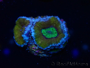 WYSIWYG Micromussa lordhowensis (antes Acanthastrea) 6K