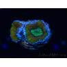 WYSIWYG Micromussa lordhowensis (ex Acanthastrea) 6H9