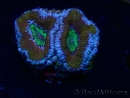 WYSIWYG Micromussa lordhowensis (ehemals Acanthastrea) 6K