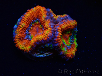 WYSIWYG Micromussa lordhowensis (ex Acanthastrea) 6I1