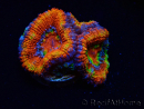 WYSIWYG Micromussa lordhowensis (ex Acanthastrea) 6I1