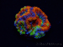 WYSIWYG Micromussa lordhowensis (formerly Acanthastrea) 6I2