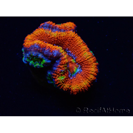 WYSIWYG Micromussa lordhowensis (anteriormente Acanthastrea) 6I3