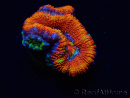 WYSIWYG Micromussa lordhowensis (ex Acanthastrea) 6I3