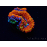 WYSIWYG Micromussa lordhowensis (formerly Acanthastrea) 6I3