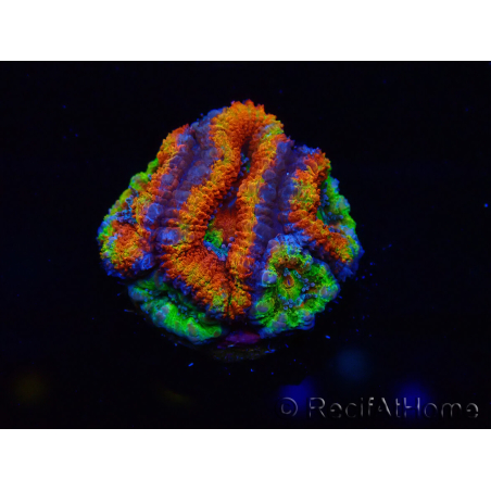 WYSIWYG Micromussa lordhowensis (ehemals Acanthastrea) 6I4