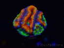 WYSIWYG Micromussa lordhowensis (ex Acanthastrea) 6I4