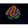 WYSIWYG Micromussa lordhowensis (ex Acanthastrea) 6I4